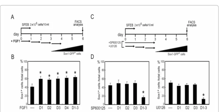 Figure 6 Response windows of FGF and MAPK inhibitors in differentiating ES cells. (A) FGF1 at 40 ng/ml was applied to 46C ES cells on individual  days (D1, D2, D3, D4) or from day 1 through 4 (D1-4)