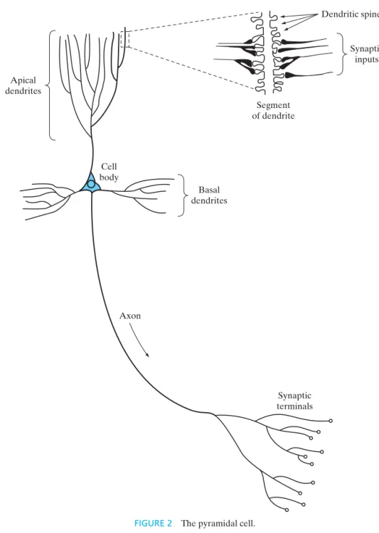FIGURE 2 The pyramidal cell.