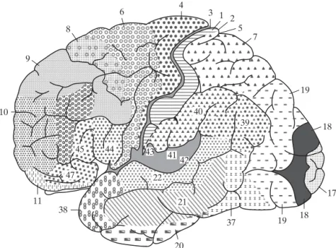 FIGURE 4 Cytoarchitectural map of the cerebral cortex. The different areas are identified by the thickness of their layers and types of cells within them
