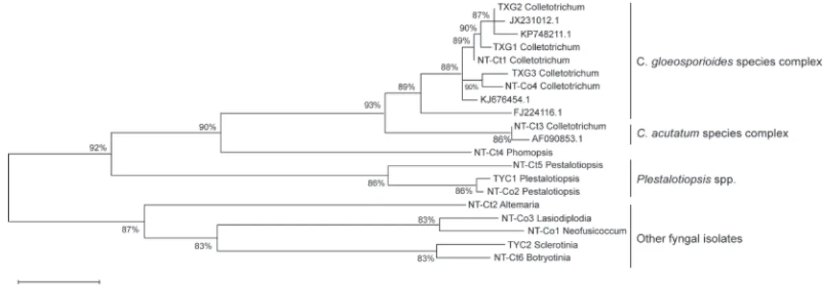 Fig. 3. Phylogenetic tree of fungal isolates from Camellia leaves. Internal transcribed  spacer (ITS) sequences derived from the NCBI database are shown with their accession  numbers, and other ITS sequences with isolate numbers were derived in this study