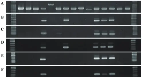 Fig. 4. Rapid detection and specificity test of primers designed for Camellia anthracnose  disease detection