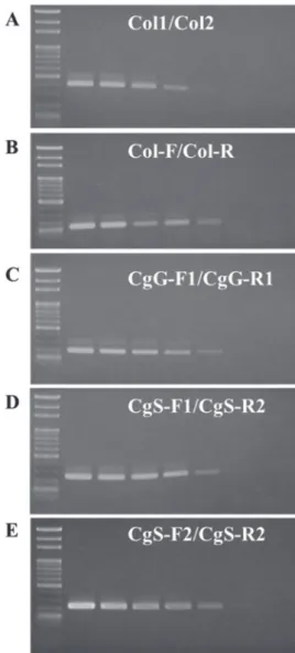 Fig. 5. Sensitivity test of specific primers  designed for Camellia anthracnose disease  detection