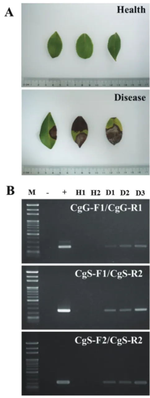 Fig. 6. Practical application test of Camellia  anthracnose disease-specific primers. 