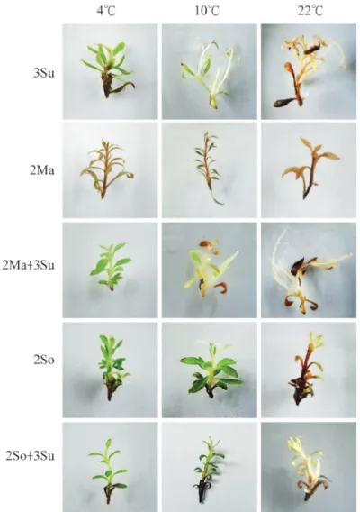 Fig. 1. Growth performance of Rhododendron simsii shoot explants stored for 6 mo in  culture conditions with a combination of osmoticum (Y axis) and temperature (X axis); see  text for osmoticum codes, bar = 0.5 cm.