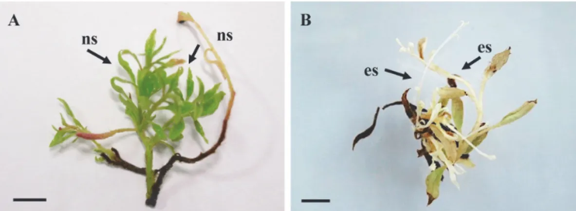 Fig. 3. Morphology of Rhododendron simsii shoot explants that had undergone 8 mo of  storage either in (A) an illuminated condition (30~50 µmol m -2  s -1 , 16/8 h) showing normal  axillary shoot (ns) proliferation or in (B) darkness exhibiting etiolated a