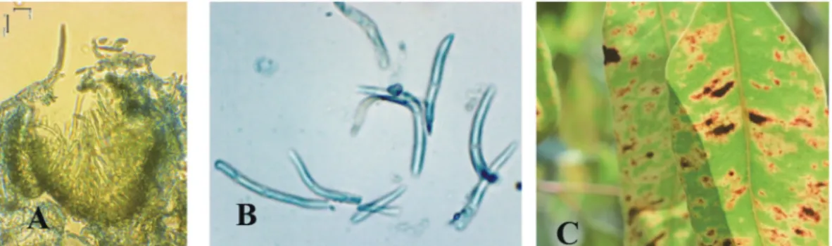 Fig. 5. Conidia of Phaeophleospora spp. in vivo. (A) Pycnidium on the lower epidermis  surface (400x), (B) conidia (1000×) collected from (C) specific leaf spot symptom of 6-mo-old  young Eucalyptus hybrids in the field.