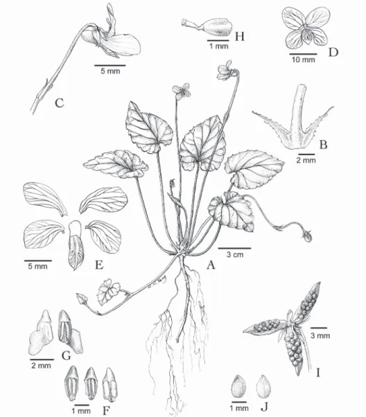 Fig. 1. Viola kwangtungensis. A, Habit; B, stipules; C, inflorescence; D, flower (front view); 