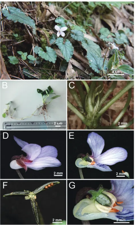 Fig. 2. Viola kwangtungensis. A, Habit; B, live plants with a long stolon; C, stipules; D,  flower (lateral view), showing saccate spur; E, bisection of flower, showing stamens and  nectariferous appendage; F, dehiscence capsule; G, bisection of flower, sh