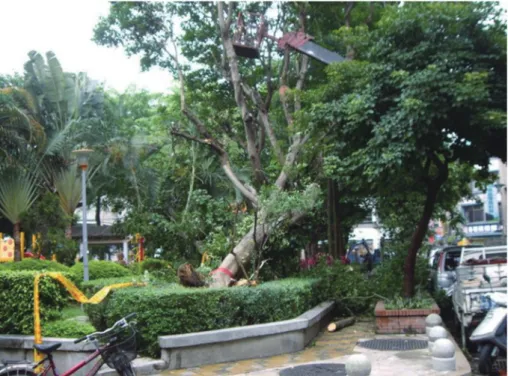 Fig. 2. Sudden fall of a healthy-looking coral tree (Erythrina variegata) at Taipei Siping  Park in 2010.