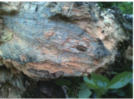 Fig. 3. Sign of brown root rot with  an obvious network of brown lines  permeating wood tissues caused by  Phellinus noxius in deeper roots of the  coral tree (Erythrina variegata).
