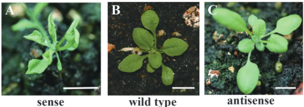 Fig. 7. Phenotypes of CCFMADS transgenic Arabidopsis of about 2-weeks old. Scale bar is  1 cm.