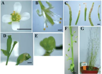 Fig. 9. Abnormal shape of a CCFMADS sense transgene plant. A, Wild-type; B and C,  abnormal flower and fruits; petal-like stamen; D and E, carpel-like sepal; F, unseparated  stem of sense transgenic plant; G, sterile plant with polyflowers, and polystems