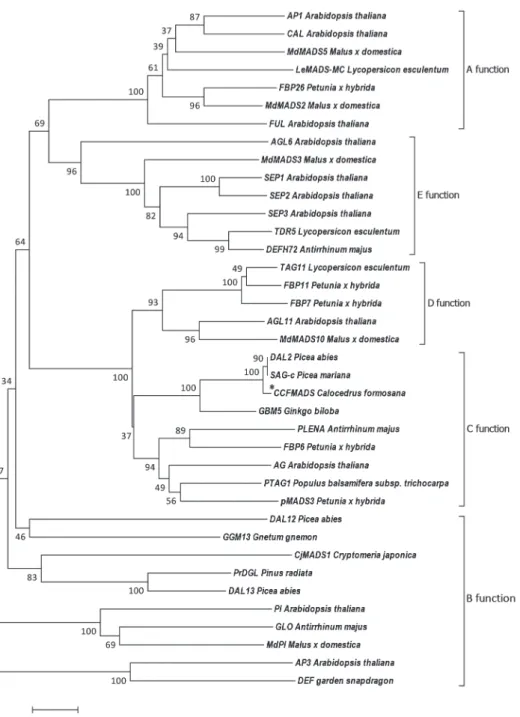 Fig. 4. Phylogenetic tree of MADS-box genes from different function types of the MADS  box gene, CCFMADS (in the dotted box)