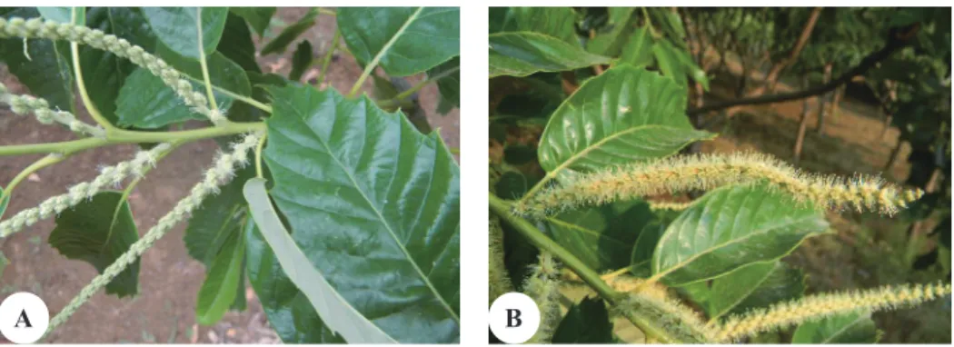 Fig. 1. Male catkin of chestnut.