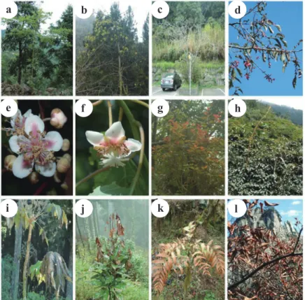 Fig. 1. Impacts of climate change on plants in tropical and subtropical East Asia. a, Climate  change-caused upslope range shifts are taking place on seedlings of Sassafras tsumu (photo from  Mt
