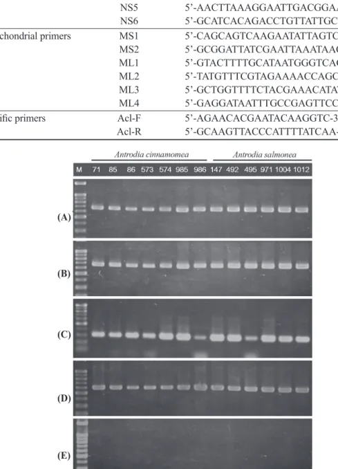 Fig. 2. Results of PCR amplification of 5 primer pairs, (A) ITS1F/ITS4, (B) NS3/NS4, (C)  NS5/NS6, (D) MS1/MS2, and (E) ML1/ML2