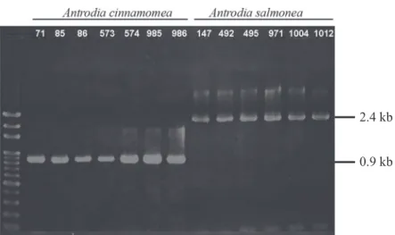 Fig. 3. PCR results of the ML3/ML4 primer pair, showing a significant difference of  Antrodia cinnamomea and A