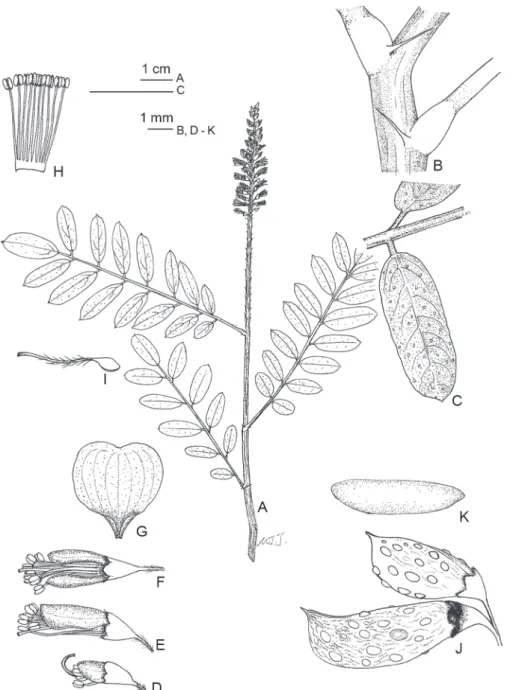 Fig. 3. Amorpha fruticosa L. A. Flowering branch; B, petiole bases and stipules; C, leaflets; 