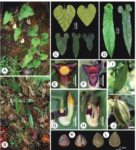 Fig. 3. Comparison of the floral morphology of Aristolochia shimadae (A, C, E, G, I, L) and A