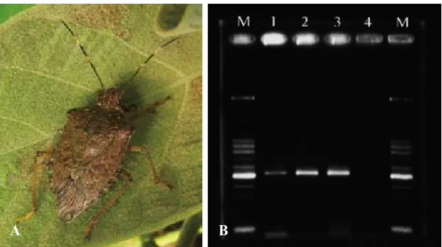 Fig. 7. Insect vector, Halyomorpha mista (A), of paulownia witches’-broom phytoplasma  (PaWBP) was confirmed in this study by its feeding on PaWBP-infected paulownia and then  being checked using a PCR, and a specific 510-bp product was amplified (B) confi