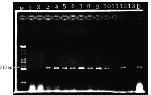 Fig. 3. Examination of grafted paulownia by a PCR to ensure successful grafting before  symptom expression