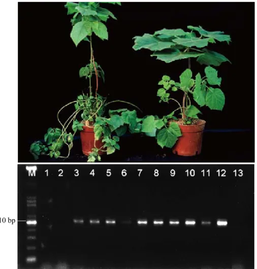 Fig. 5. Paulownia witches’-broom phytoplasma (PaWBP) was oberved to first move down to  lower leaves and roots from the graft point rather than move up to top leaves in paulownia  (A)