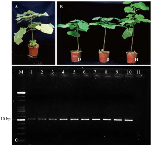 Fig. 6. Some resistant paulownia hybrids showed typical witches’-broom symptoms limited  from the graft point to lower leaves (A); some showed stunted and shortened internode  symptoms instead of typical witches’-broom symptoms