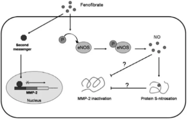 Fig. 6.The hypothetical scheme of fenofibrate su- su-ppressed MMP-2 function.