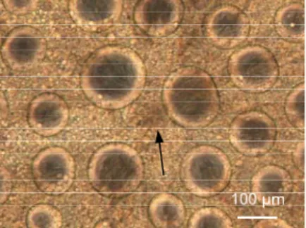 Fig. 7 The center of spherulite that is  shown by an arrow is locating at matrix  phase.