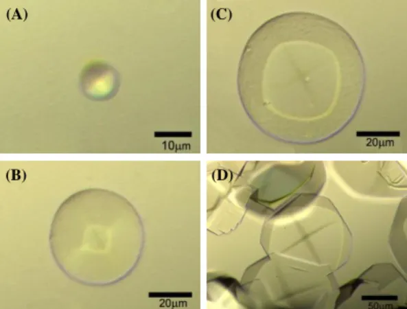 Figure 3. Photomicrogeaphs of morphology obtained in  sample F in Fig.1.The glode-shaped crystals growing process  with time (1)-(4) .Conditions are 150mg/dL lysozyme  incubated with 3wt% NaCl in NaAc pH 4.5 ,at 283K.The  times records are 4, 16, 39, 85min