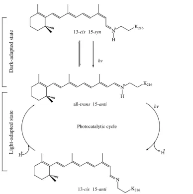 Fig.  3-6  The  isomers  of  retinal  chromophore  in  dark-  adapted  and  light-adapted  bacteriorhosopin (Patzelt et al., 2002)
