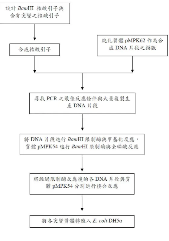 Fig. 4-2  突變質體建構之流程圖 