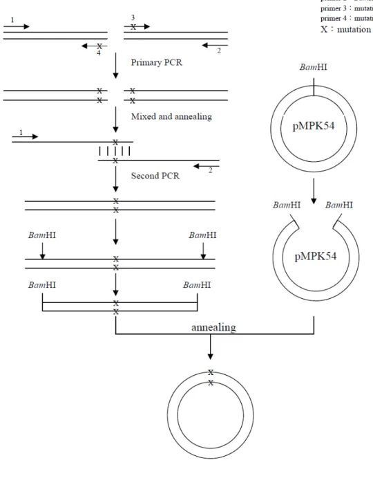 Fig. 4-3  利用 SOEing 法方建立突變質體之圖示 