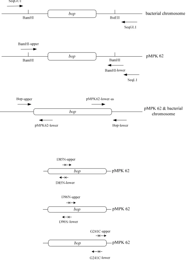 Fig. 4-4  各核酸引子之配置圖 