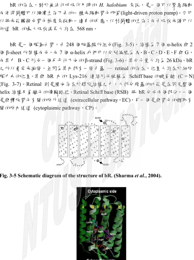 Fig. 3-5 Schematic diagram of the structure of bR. (Sharma et al., 2004). 