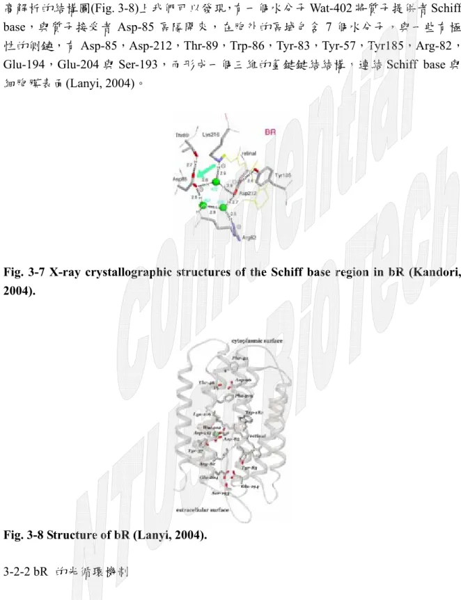 Fig. 3-7 X-ray crystallographic structures of the Schiff base region in bR (Kandori,  2004)