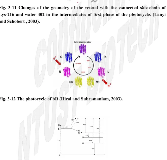 Fig. 3-12 The photocycle of bR (Hirai and Subramaniam, 2003). 