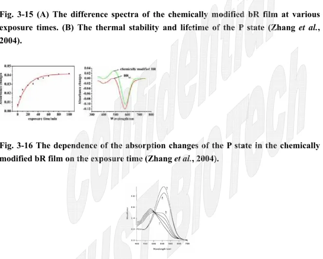 Fig. 3-16 The dependence of the absorption changes of the P state in the chemically  modified bR film on the exposure time (Zhang et al., 2004)