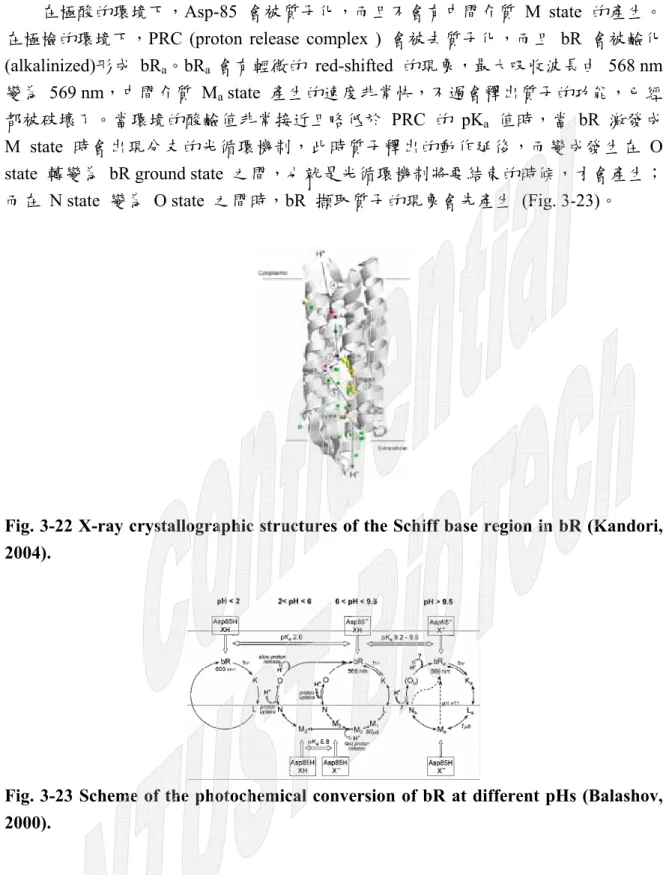 Fig. 3-22 X-ray crystallographic structures of the Schiff base region in bR (Kandori,  2004)