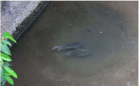 圖 16 在湧泉坑內發現成對之吳郭魚   