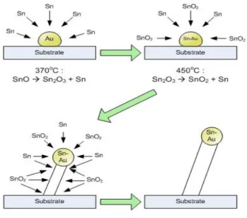 Figure 2 Top views of SnO 2 NW grown on (a) SA(100) and (b) SA(110) substrates. Growth of  nanowires was conducted at 645 C for 40 min on the substrates being sputtered Au for 20 s