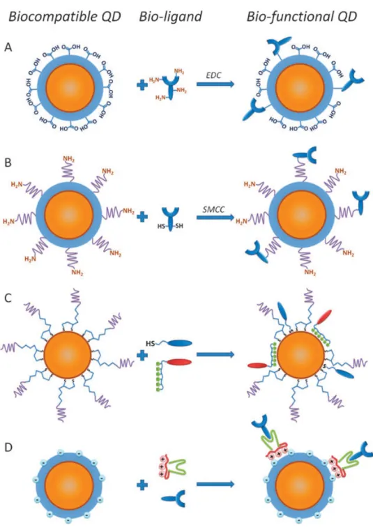 Figure 2.3.  一般常見奈米材料與生物分子生物鍵結示意圖 