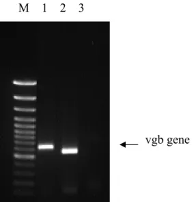 Figure 1.4    Phenotype analysis of   P. pastoris    peroxisome VHb (lane 1),cytosome  VHb(lane 2) ,and host strain based on VHb gene existence in their chromosome by  PCR method