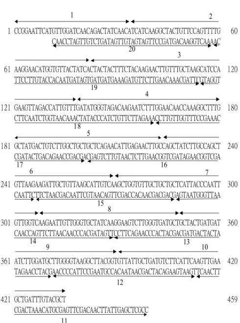Figure 1.1    Nucleotide sequence of the synthetic vgb gene according to preferred  codons of P
