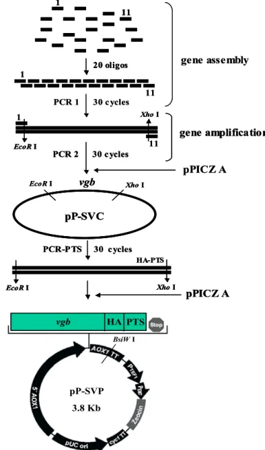 Figure 1.3 Construction of the VHb expression vector pP-SVC and    pP-SVP starting  from assembly of synthetic VHb gene fragments