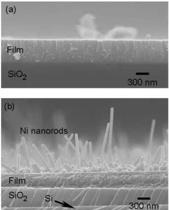 Fig. 1. Cross-sectional SEM images of NiO-YSZ films (a) before and (b) after annealed in a mixture of H 2 and Ar at 800 °C for 1 h.