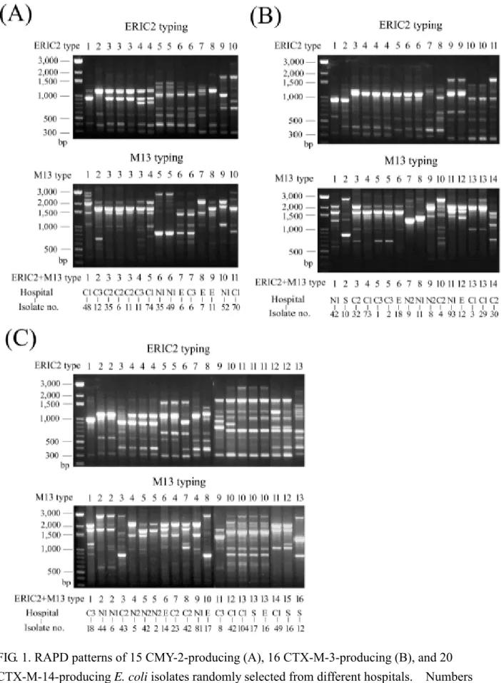 FIG. 1. RAPD patterns of 15 CMY-2-producing (A), 16 CTX-M-3-producing (B), and 20  CTX-M-14-producing E