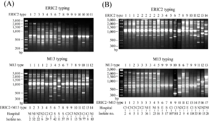 FIG. 2. RAPD patterns of 16 CTX-M-14-producing (A) and 21 CTX-M-3-producing K. 