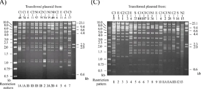 FIG. 3. EcoRI restriction patterns of conjugative plasmids from 13 CMY-2-producing E. coli  isolates (A), 17 CTX-M-14-producing E