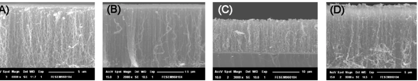 Fig. 2. SEM cross-sectional images of CNTs grown on etched Fe-Si catalysts having (A) 0-nm, (B) 2-nm,  (C) 8-nm, and (D) 12-nm Al interlayers